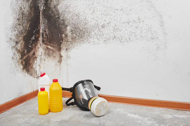 Best Affordable Mold Removal  in Allendale, NJ