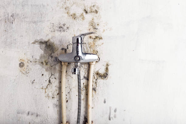 Best Commercial Mold Removal  in Allendale, NJ
