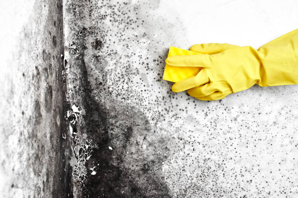 Best Fast Mold Removal  in Allendale, NJ