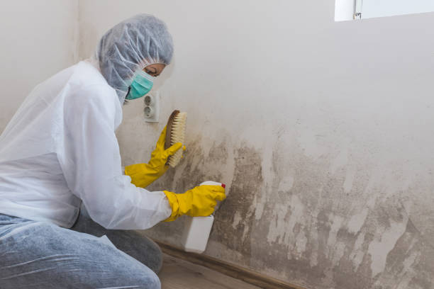 Best Mold Cleaning Services  in Allendale, NJ