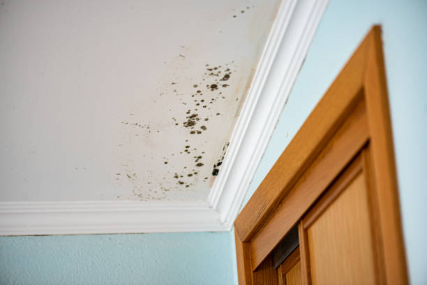 Best Water Damage Restoration  in Allendale, NJ