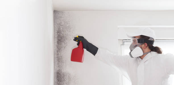 Reliable Allendale, NJ Mold Removal Solutions