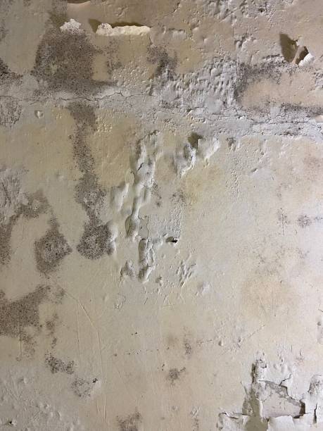 Best Attic Mold Removal  in Allendale, NJ