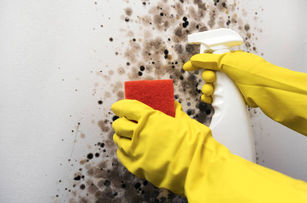 Best Mold Removal Company Near Me  in Allendale, NJ