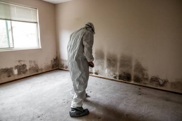 Attic Mold Removal in Allendale, NJ