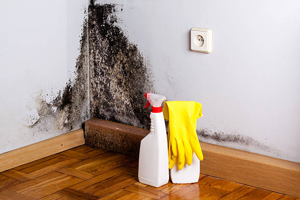 Best Mold Cleaning Services  in Allendale, NJ