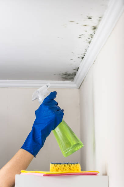 Best Emergency Mold Removal  in Allendale, NJ